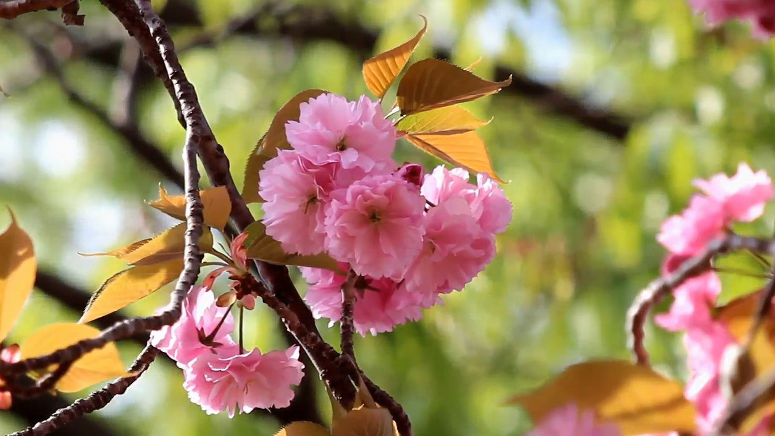 乍暖还寒 “春捂”也得“捂”对地儿