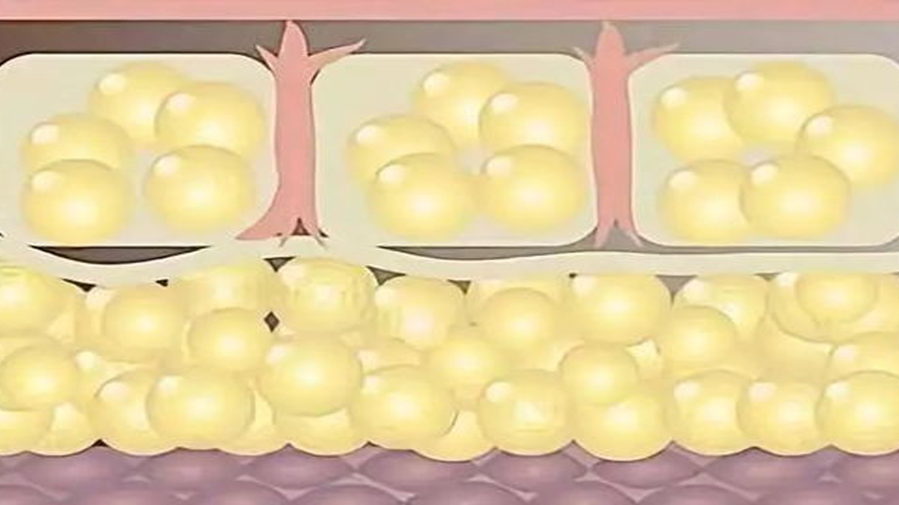 脂肪中小分子“作恶”，影响糖尿病患者认知